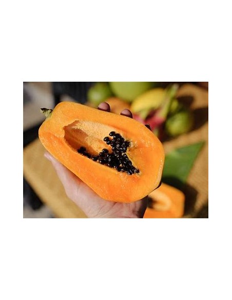Papaya Mamey - Carica papaya-1 Arbolito en Venta en Mexico - Vivero por internet