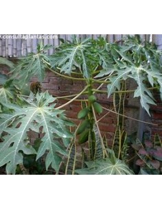 Miniature Hawaiian Papaya...