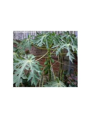 Miniature Hawaiian Papaya (Solo) (Carica papaya)-1 Sapling for Sale in Mexico - Online Nursery