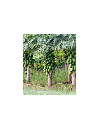 Miniature Hawaiian Papaya (Solo) (Carica...