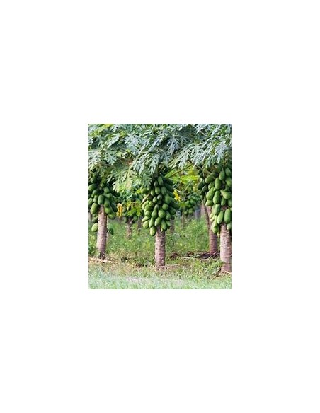 Miniature Hawaiian Papaya (Solo) (Carica papaya)-1 Sapling for Sale in Mexico - Online Nursery