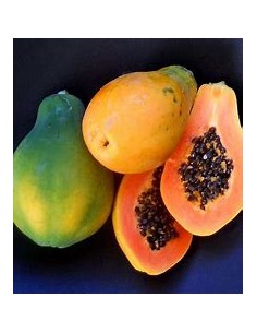 Miniature Hawaiian Papaya... 2