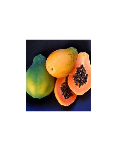 Miniature Hawaiian Papaya (Solo) (Carica...