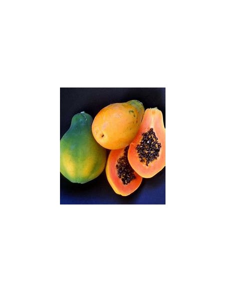 Miniature Hawaiian Papaya (Solo) (Carica papaya)-1 Sapling for Sale in Mexico - Online Nursery