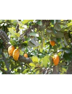 Uspi - couepia polyandra-1...