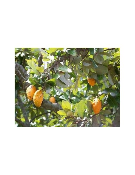 Uspi - couepia polyandra-1 Arbolito en Venta en Mexico - Vivero por internet