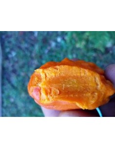 Uspi - couepia polyandra-1... 2