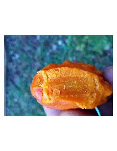 Uspi - couepia polyandra-1 Tree for Sale in...