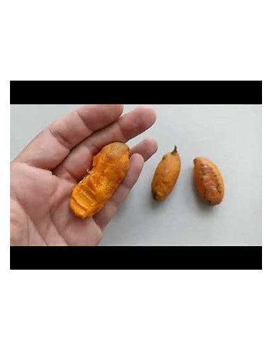 Uspi - couepia polyandra-1 Arbolito en Venta en...