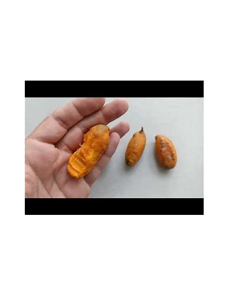 Uspi - couepia polyandra-1 Arbolito en Venta en Mexico - Vivero por internet