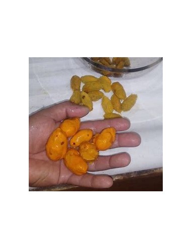 Uspi - couepia polyandra-1 Tree for Sale in...