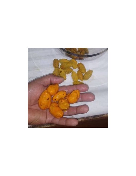 Uspi - couepia polyandra-1 Tree for Sale in Mexico - Online Nursery