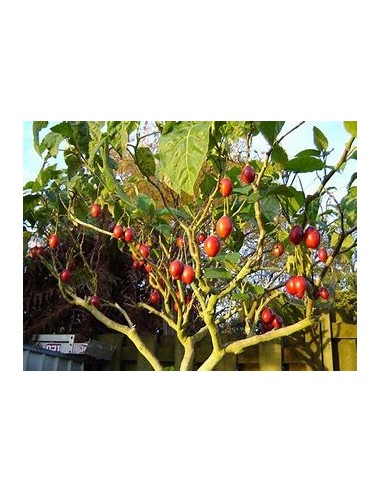 Tamarillo - Arbol de los tomates (Cypomandra betacea)-1 Arbolito en Venta en Mexico - Vivero por internet