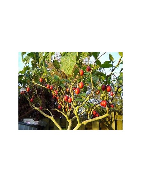 Tamarillo - Tomato Tree (Cypomandra betacea)-1 Sapling for Sale in Mexico - Online Nursery