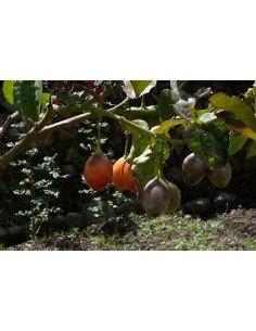 Tamarillo - Tomato Tree... 2