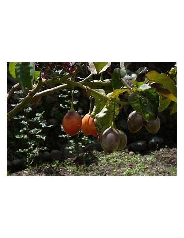 Tamarillo - Tomato Tree (Cypomandra betacea)-1...