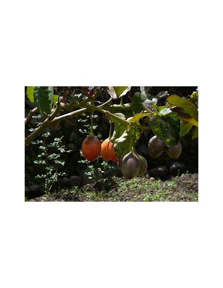 Tamarillo - Arbol de los tomates (Cypomandra betacea)-1 Arbolito en Venta en Mexico - Vivero por internet