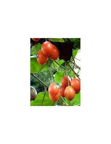 Tamarillo - Tomato Tree (Cypomandra betacea)-1...