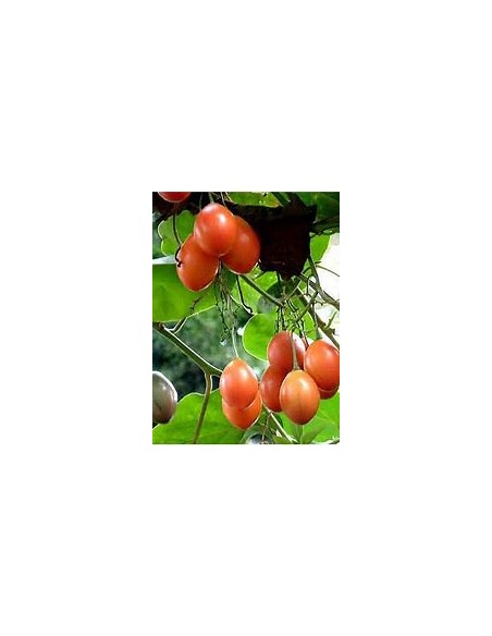 Tamarillo - Tomato Tree (Cypomandra betacea)-1 Sapling for Sale in Mexico - Online Nursery
