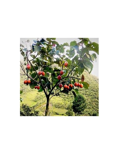 Tamarillo - Tomato Tree (Cypomandra betacea)-1...