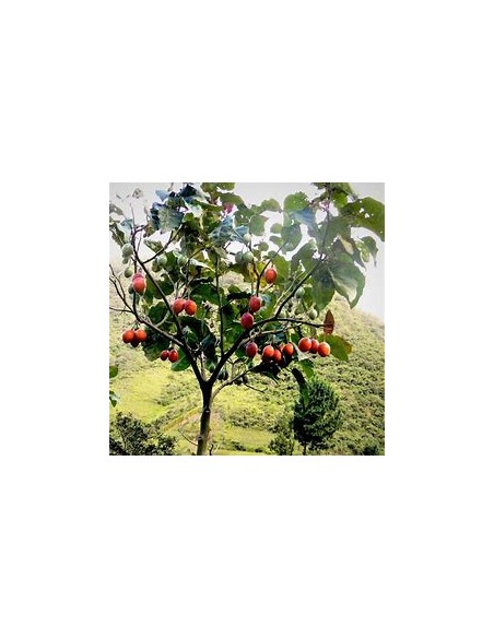 Tamarillo - Tomato Tree (Cypomandra betacea)-1 Sapling for Sale in Mexico - Online Nursery