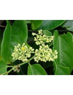 Bejuco ubí (Cissus...