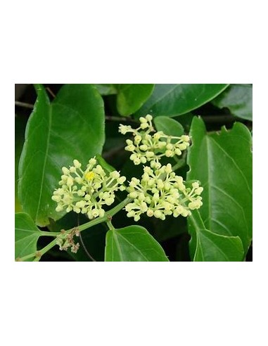 Bejuco ubi (Cissus verticillata)-1 Plant for Sale in Mexico - Online Nursury