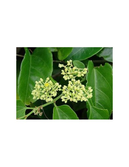 Bejuco ubí (Cissus verticillata)-1 Planta en Venta en Mexico - Vivero por internet