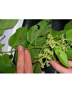 Bejuco ubi (Cissus... 2