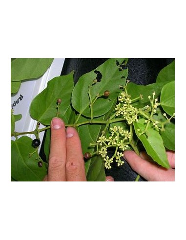 Bejuco ubí (Cissus verticillata)-1 Planta en...