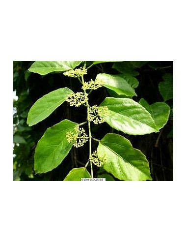 Bejuco ubí (Cissus verticillata)-1 Planta en...