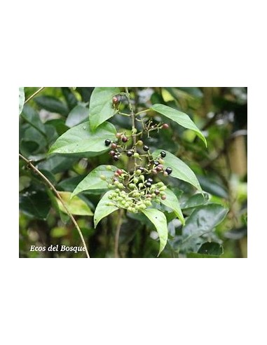 Bejuco ubi (Cissus verticillata)-1 Plant for...