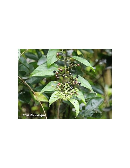 Bejuco ubí (Cissus verticillata)-1 Planta en Venta en Mexico - Vivero por internet