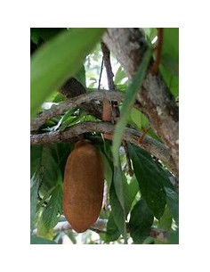 Cupuacu Tree (Theobroma...