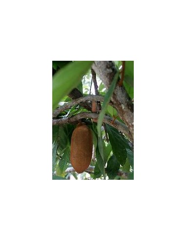 Cupuacu Tree (Theobroma grandiflorum)-1 Sapling for Sale in Mexico - Online Nursery