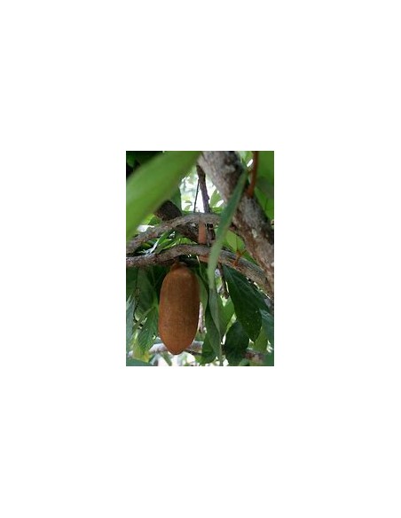 Cupuacu Tree (Theobroma grandiflorum)-1 Sapling for Sale in Mexico - Online Nursery