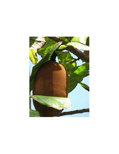 Cupuacu Tree (Theobroma grandiflorum)-1 Sapling...