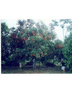 Cupuacu Tree (Theobroma... 2