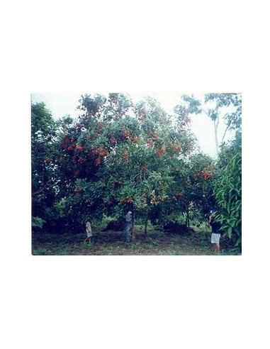 Cupuacu Tree (Theobroma grandiflorum)-1 Sapling...