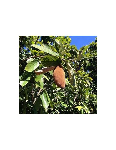 Cupuacu Tree (Theobroma grandiflorum)-1 Sapling...