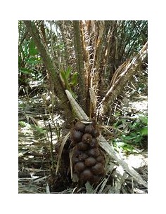 Palmera de salak -Snake...