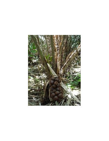 Palmera de salak -Snake fruit...