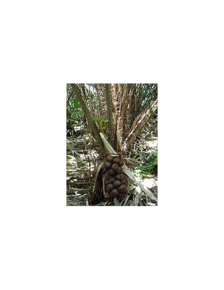 Palmera de salak -Snake fruit (Salacca zalacca )-1 Arbolito en Venta en Mexico - Vivero por internet