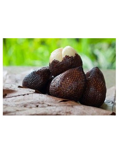 Palmera de salak -Snake fruit (Salacca zalacca...