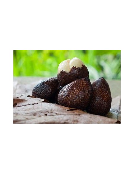 Palmera de salak -Snake fruit (Salacca zalacca )-1 Arbolito en Venta en Mexico - Vivero por internet