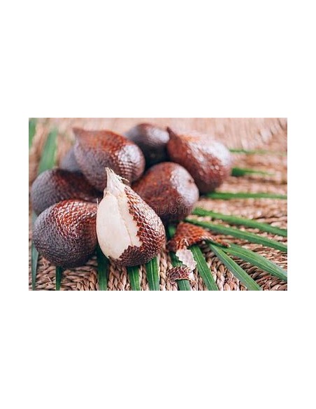Salak palm -Snake fruit (Salacca zalacca )-1 Sapling for Sale in Mexico - Online Nursery