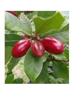 Tree of (Miracle Fruit)...