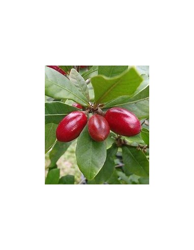 Arbol de (Fruta milagrosa) Synsepalum dulcificum-1 Arbolito en Venta en Mexico - Vivero por internet