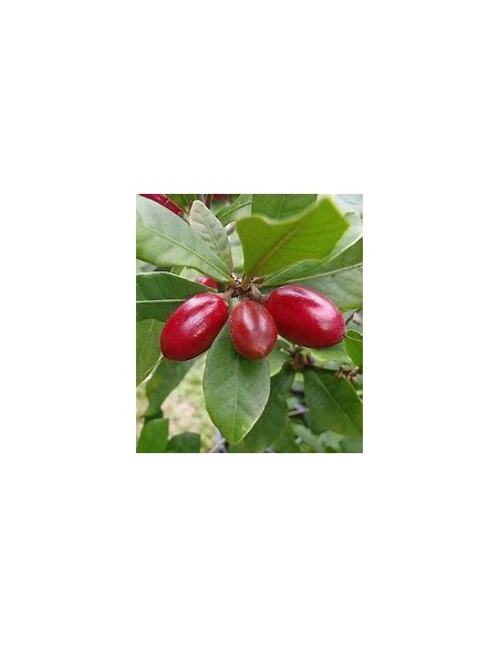 Tree of (Miracle Fruit) Synsepalum dulcificum-1 Sapling for Sale in Mexico - Nursery online