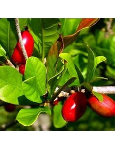 Arbol de (Fruta milagrosa)... 2